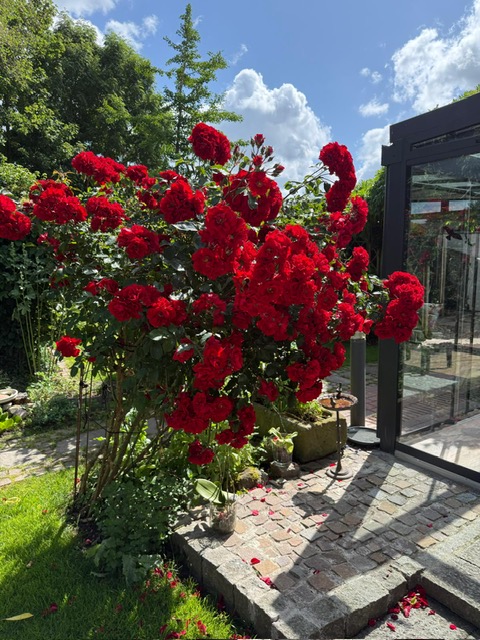 Wintergarten Rosen Einfamilienhaus Exklusives Landhaus in Nordfriesland zu verkaufen